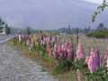 Lupins highway
